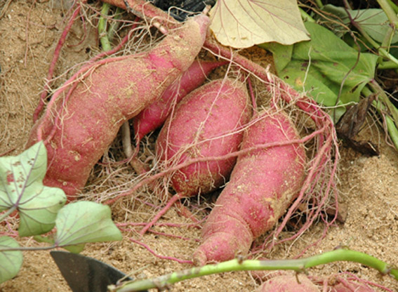 [명동치과 라임나무]고구마 찌는 법, 다이어트에도 좋은 고구마 많이 드세요 관련 이미지 1