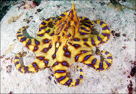 제주 맹독성 문어 주의, 맹독 있는 파란고리문어 주의하세요 관련 이미지 1