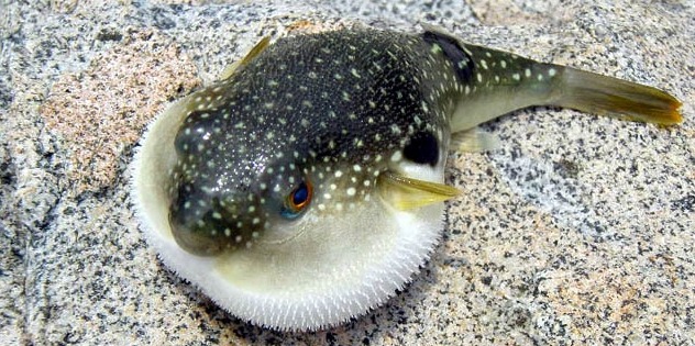 제주 맹독성 문어 주의, 맹독 있는 파란고리문어 주의하세요 관련 이미지 3