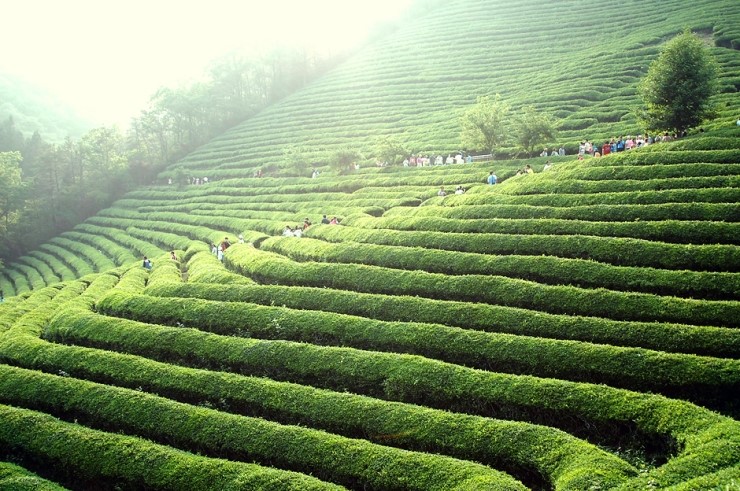 카테킨 성분이란, 녹차에 들어있는 폴리페놀의 일종이라고 하네요 관련 이미지 1