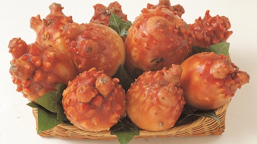 멍게의 효능, 노화와 당뇨병을 방지하고 숙취에도 좋다고 합니다 관련 이미지 1