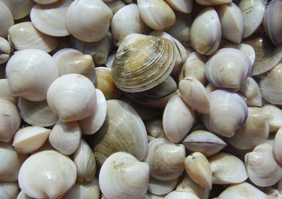 [명동치과 라임나무]토마토 수프 만드는 법, 고급진 음식을 간단히 만들어요 관련 이미지 4