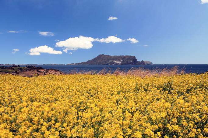 제주 유채꽃 축제, 늦기 전에 보러가세요 관련 이미지 3