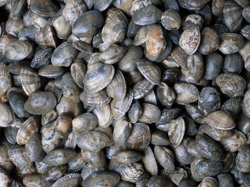 [명동치과]2월 제철 해산물, 제철 음식 드시고 건강 챙기세요 관련 이미지 5