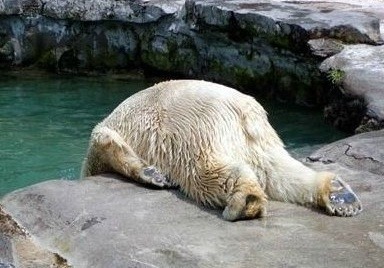 [명동치과 라임나무]열사병과 일사병의 차이, 제대로 알고 계십니까? 관련 이미지 2