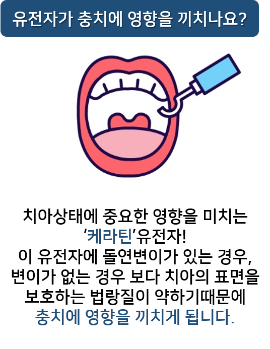 충치도 유전이 되나요? 충치예방프로그램 명동치과 라임나무 관련 이미지 2