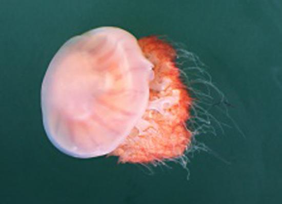 [명동치과 라임나무]해파리에 쏘였을 때 응급처치법을 알아보았습니다 관련 이미지 5