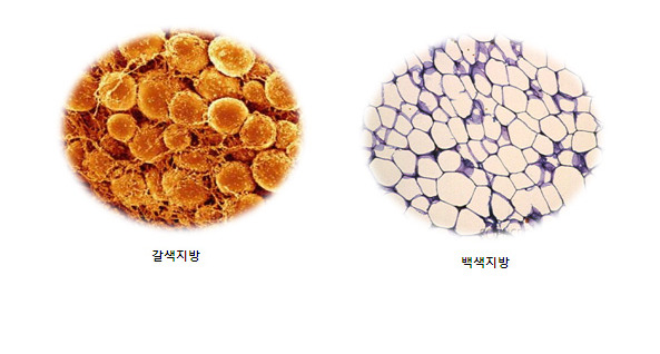[명동치과]갈색지방이란, 지방분해로 체온유지를 하는 좋은 지방이네요 관련 이미지 1