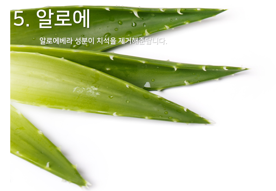 [명동치과] 라임나무와 알아보는 치석에 좋은 음식!!! ^^ 관련 이미지 6