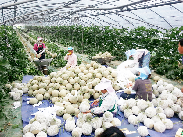 [명동치과 라임나무]멜론 효능, 저칼로리 다이어트 과일로 비타민도 듬뿍듬뿍 관련 이미지 3