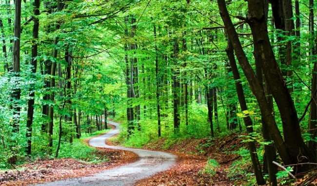 [명동치과 라임나무]산림욕의 효과, 신선한 공기 마시며 건강해질 수 있어 관련 이미지 5