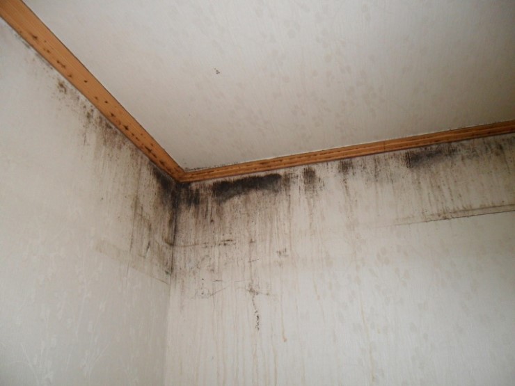 [명동치과 라임나무]장마철 곰팡이 제거방법, 무턱대고 창문 열지 마세요 관련 이미지 1