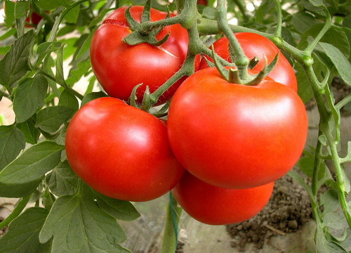 [명동치과]토마토 칼로리, 다이어트에는 물론 건강에도 좋다고 합니다 관련 이미지 4