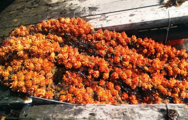 멍게의 효능, 노화와 당뇨병을 방지하고 숙취에도 좋다고 합니다 관련 이미지 2