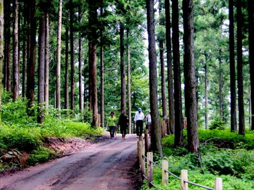 [명동치과 라임나무]산림욕의 효과, 신선한 공기 마시며 건강해질 수 있어 관련 이미지 1