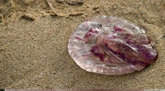 [명동치과 라임나무]해파리에 쏘였을 때 응급처치법을 알아보았습니다 관련 이미지 1