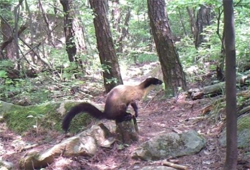 무등산 담비 포착, 멸종위기 야생동물 2급이라고 하네요 관련 이미지 1