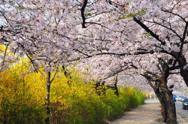 여의도 봄꽃축제, 벚꽃축제 끝나기 전 다녀오세요 관련 이미지 1