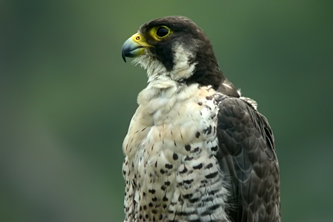 동물의 시력, 사람보다 얼마나 더 좋을까요? 매, 개, 고양이 등을 알아봤어요 관련 이미지 1