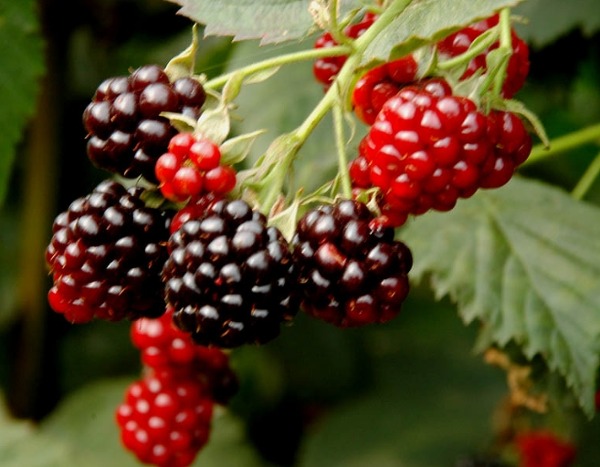 6월 제철음식, 장어, 참다랑어, 감자, 매실, 복분자 등이 선정되었네요 관련 이미지 4