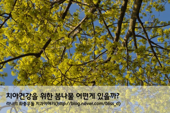 치아건강을 위한 봄나물 어떤게 있을까? [명동치과] 관련 이미지 1