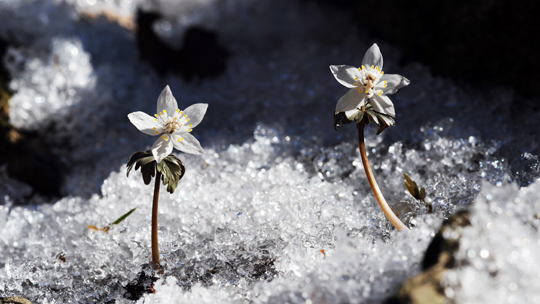 [명동치과]꽃샘추위 원인, 갑자기 찾아온 한파에 힘드셨죠 관련 이미지 1