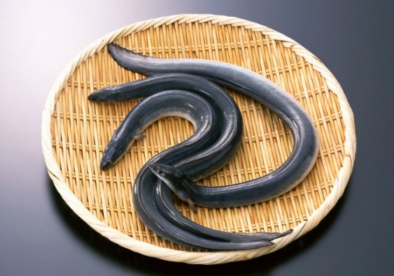 6월 제철음식, 장어, 참다랑어, 감자, 매실, 복분자 등이 선정되었네요 관련 이미지 1