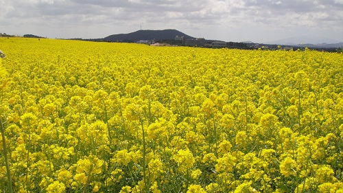4월 봄꽃축제 정보, 어떤 축제가 있는지 알아봤어요 관련 이미지 3