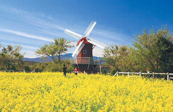 제주 유채꽃 축제, 늦기 전에 보러가세요 관련 이미지 2