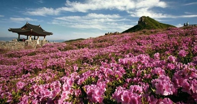 5월 축제정보, 미리 알아보고 놀러가세요 관련 이미지 3