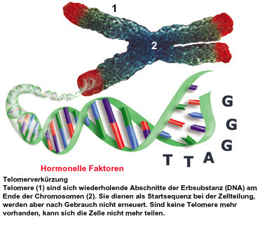 [명동치과 라임나무]텔로미어 의미, 수명을 결정하는 핵심적인 인자라고 합니다 관련 이미지 2