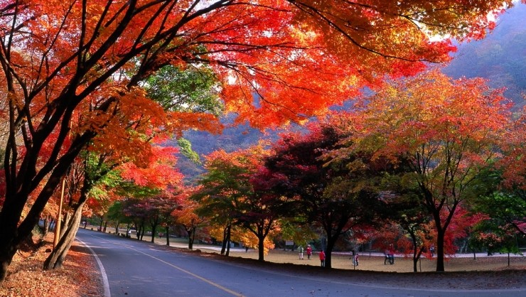 [명동치과]단풍이 드는 이유, 단풍 명소와 함께 알아봤어요 관련 이미지 2