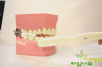 다양한 칫솔질 방법! 상황에 맞는 나만의 칫솔질을 찾자! 관련 이미지 4