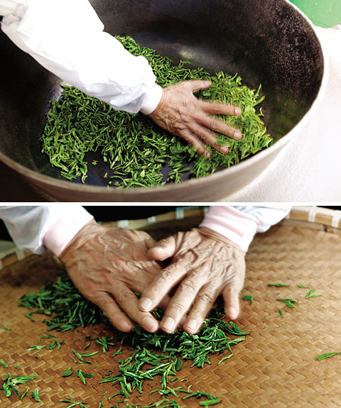 [명동치과 라임나무]계절별 마시기 좋은 차, 어떤 것들이 있을까요 관련 이미지 1