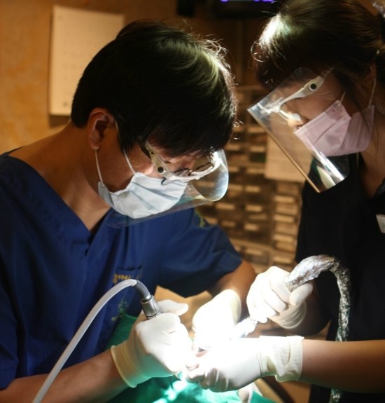 [명동치과]라임나무치과의 전체 임플란트를 소개합니다 관련 이미지 4