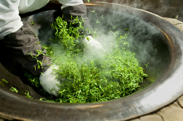 카테킨 성분이란, 녹차에 들어있는 폴리페놀의 일종이라고 하네요 관련 이미지 2