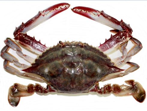 [명동치과]꽃게 손질하는 방법, 간단하게 손질하는 방법 알려드립니다 관련 이미지 1