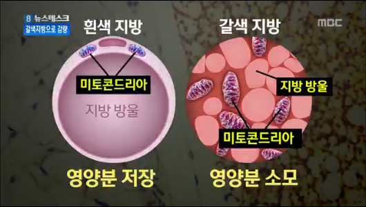 [명동치과]갈색지방이란, 지방분해로 체온유지를 하는 좋은 지방이네요 관련 이미지 2