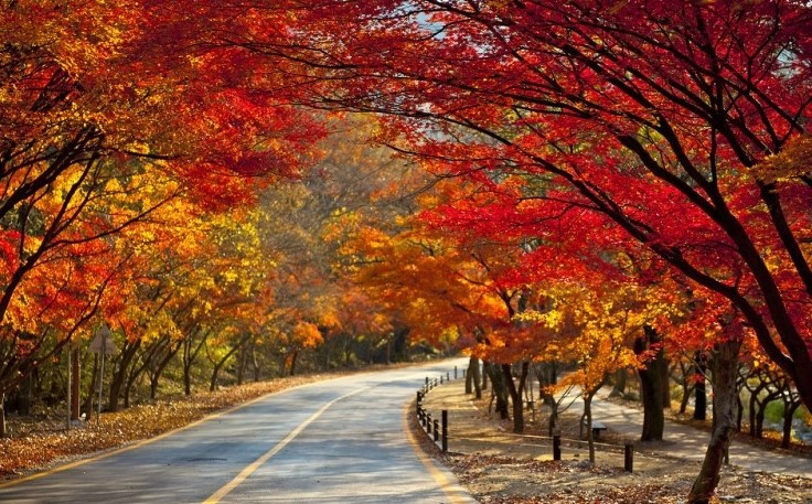 [명동치과]단풍이 드는 이유, 단풍 명소와 함께 알아봤어요 관련 이미지 1