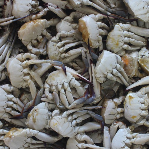 [명동치과]꽃게 손질하는 방법, 간단하게 손질하는 방법 알려드립니다 관련 이미지 2