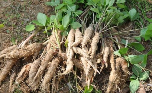 [명동치과]3월 제철음식, 어떤 것들이 있는지 알아볼까요 관련 이미지 2