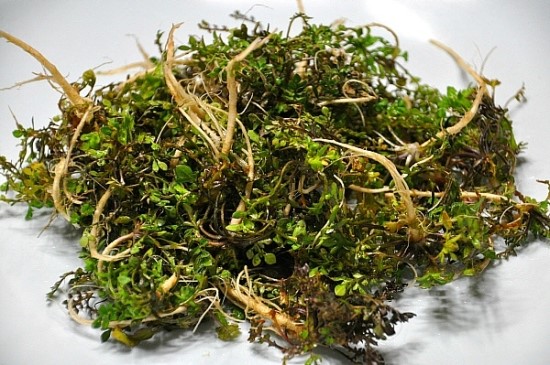 [명동치과]냉이의 효능, 이른 봄 최고의 약초라고 합니다 관련 이미지 1