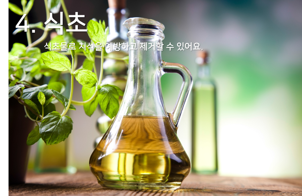 [명동치과] 라임나무와 알아보는 치석에 좋은 음식!!! ^^ 관련 이미지 5