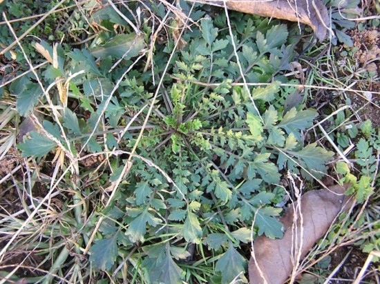 [명동치과]냉이의 효능, 이른 봄 최고의 약초라고 합니다 관련 이미지 2