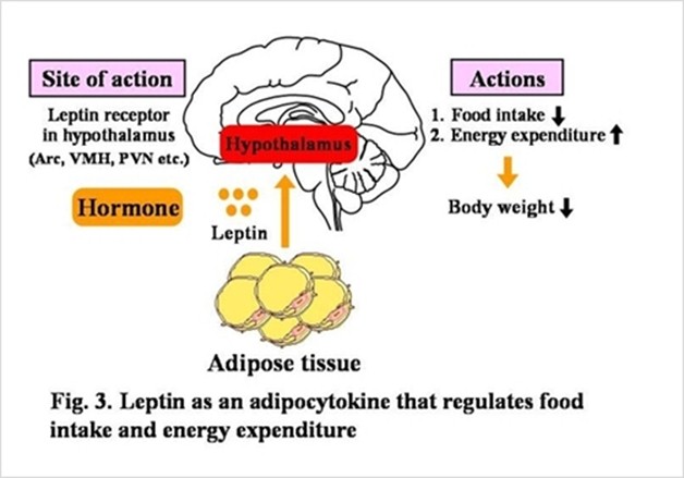 렙틴 호르몬이란, 체지방 조절 역할을 한다고 합니다 관련 이미지 2