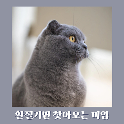 환절기 비염, 너무 괴로우시죠? 해결법 알려드립니다 관련 이미지 5