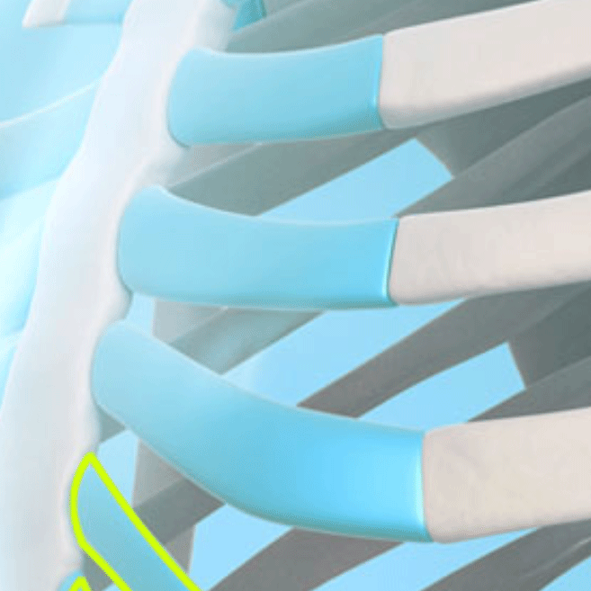 If You're Curious About Autologous Rib Cartilage, Click Here! image 6
