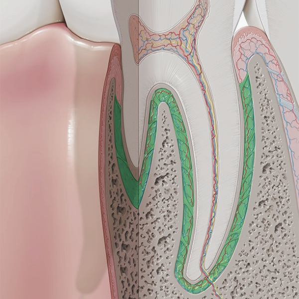 [마곡동치과_치아 흔들림 시리즈1] 흔들리는 이빨, 왜 생길까요? 관련 이미지 2
