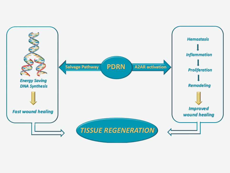 마곡동치과_1. 잇몸재생주사 PDRN, 연어주사 성분이 잇몸에 쓰이는 이유 관련 이미지 2