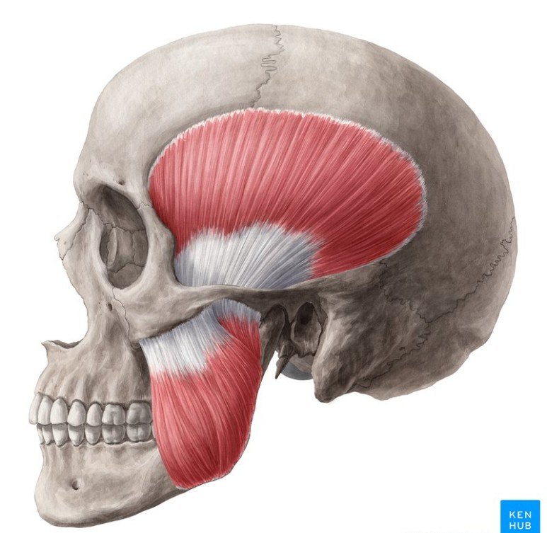 이갈이 치료법 중 이갈이보톡스 에 대해 알려드립니다 + 비용. 앨러간보톡스도 가능 관련 이미지 1
